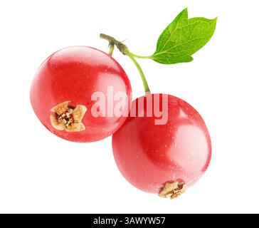 Zwei Beeren von roten Johannisbeeren auf einem Stamm isoliert auf weiß Stockfoto