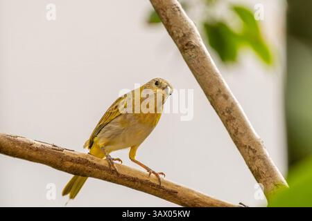 Safrangelb-finke, der auf einem Zweig thront Stockfoto