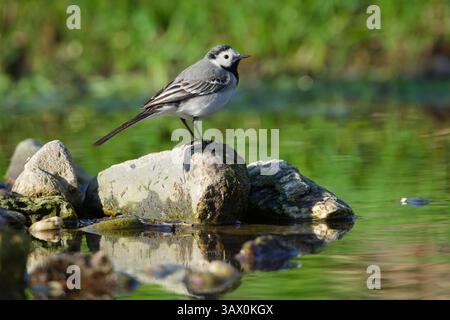 Motacilla alba alias White Bachtail am Steinstrand. Gewöhnlicher Vogel in der Tschechischen republik. Stockfoto