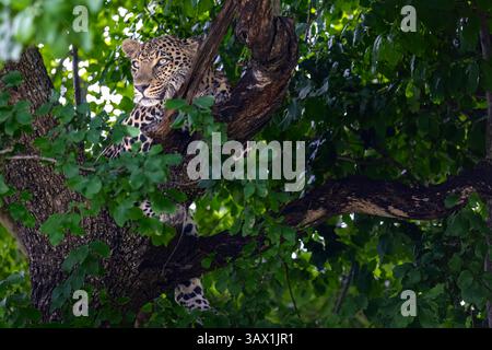 Ein männlicher Leopard (Panthera pardus) blickt von einem Baum im Sabi Sand Private Wildreservat am Kruger National Park, Südafrika Stockfoto
