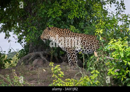 Ein gefährlicher männlicher Leopard (Panthera pardus) im Sabi Sand Private Wildreservat am Kruger National Park in der Lowveld von Mpumalanga, Südafrika Stockfoto