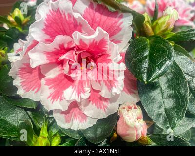 Nahaufnahme schöne doppelte rosa und weiße Azalea Blume zwischen grünen Blättern Hintergrund. Der Rhododendron blüht im Frühlingsgarten, schöner rosa Rho Stockfoto