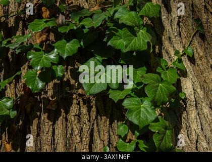 Green English Ivy oder Hedera Helix. Efeugrüne Äste gegen eine braune Baumrinde. Natürlicher Hintergrund. Stockfoto