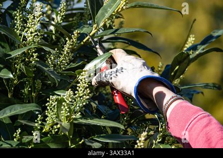 Eine Frau bei der Gartenarbeit. Das Schneiden von Zweigen an einem Kirschlorbeer. In Aachen am 7. April 2025. DEUTSCHLAND - AACHEN - GARTEN Stockfoto