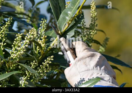 Eine Frau bei der Gartenarbeit. Das Schneiden von Zweigen an einem Kirschlorbeer. In Aachen am 7. April 2025. DEUTSCHLAND - AACHEN - GARTEN Stockfoto