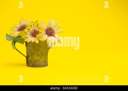 Gelbe afrikanische Gänseblümchen, Osteospermum mit einer kleinen galvanisierten Gießkanne auf gelbem Hintergrund im Frühling Stockfoto