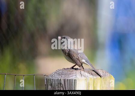 Der dunkeläugige Junco (Junco hyemalis), männlich auf der Hefe Stockfoto
