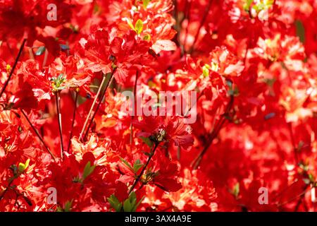 Roter Azalea Bush im Garten. Bekannt als einer der beliebtesten Sträucher Amerikas, sind die roten Azaleen aufgrund ihrer erstaunlichen Anpassungsfähigkeit ein Grundnahrungsmittel vieler Gärten Stockfoto