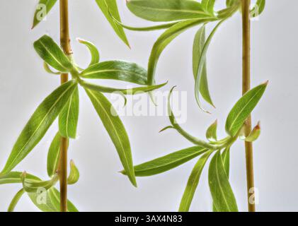 Studio-Nahaufnahme der Trauerweide (salix). Stockfoto