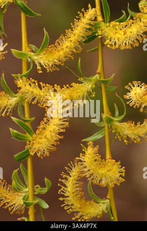 Trauerweide (Salix babylonica) in der Frühlingssaison. Stockfoto