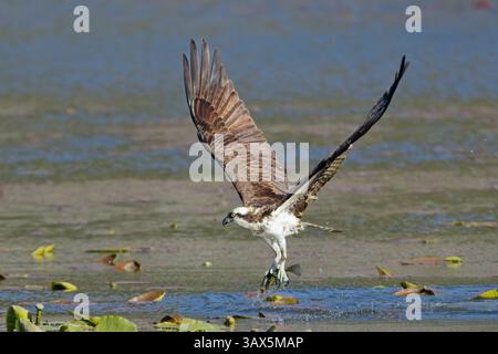 Ein Fischadler hat gerade einen Fisch gefangen und fliegt direkt über dem Wasser in Nord-Idaho. Stockfoto