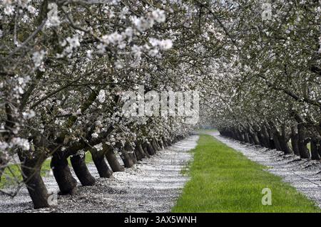 Feb. 25, 2010 - Modesto, Kalifornien, USA - DEBBIE NODA/dnoda@modbee.com.Almond Obstgarten in Blüte an der North Dakota Ave., nahe Beckwith Rd Februar 2010. (Bild: © Modesto Bee/ZUMApress.com) Stockfoto