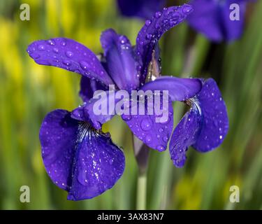 Eine leuchtend lila Iris hebt sich in einem farbenfrohen Garten hervor, der von Wassertropfen glitzert. Die Blume fängt das Wesen des Frühlings ein und zeigt sein Feinkost Stockfoto