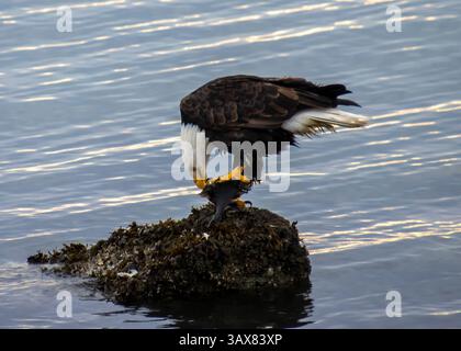 Ein Weißkopfseeadler steht auf einem Felsvorsprung, der sich darauf konzentriert, einen Fisch in ruhigen Gewässern während des späten Nachmittagslichts zu fangen. Der Adler zeigt seine scharfe cl an Stockfoto