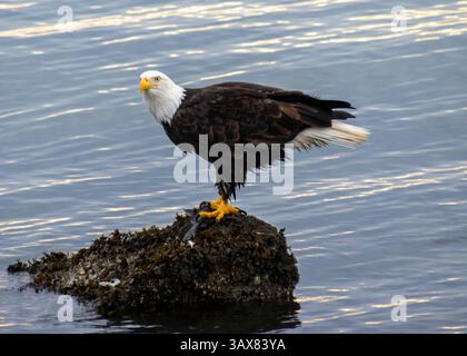 Ein Weißkopfseeadler steht selbstbewusst auf einem Felsen, umgeben von Wasser, seine Federn werden sanft von der Morgenbrise gerührt. Das Sonnenlicht reflektiert die Oberfläche Stockfoto