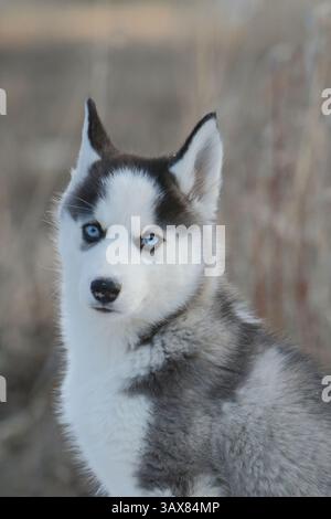 Süßer Husky-Welpe, blaue Augen, Porträt, aussehend, neugierig. Stockfoto
