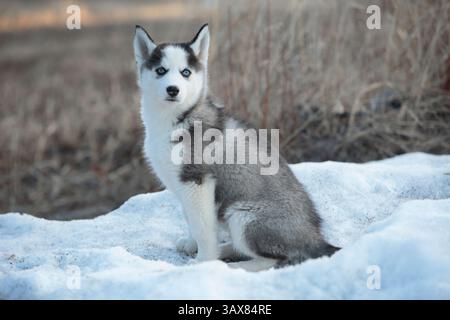 Glücklicher sibirischer Husky-Welpe, der auf Schnee sitzt und in die Kamera blickt. Stockfoto