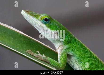 Nahprofil der Carolina Anole-Echse, isoliert vor grauem Hintergrund. Stockfoto