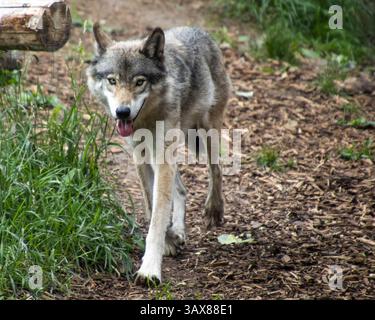Ein Wolf schlendert auf einem Waldweg zwischen Grasflächen und Erdboden. Sonnenlicht filtert durch Bäume und zeigt sein elegantes Fell Stockfoto