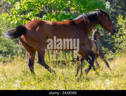 Zwei Pferde, ein braunes und ein helles Pferd, tummeln sich zusammen auf einer sonnigen Wiese, gefüllt mit hohem Gras und Wildblumen. Die Stute jagt aw aggressiv Stockfoto