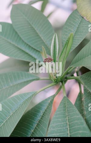 Nahaufnahme des Frangipani-Werks. Leuchtend grünes Laub und zarte Knospen von Plumeria Stockfoto