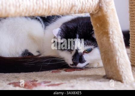 Eine schöne schwarz-weiße Katze liegt bequem unter einem hohen Kratzbaum und genießt ihre Zeit an einem gemütlichen Ort Stockfoto