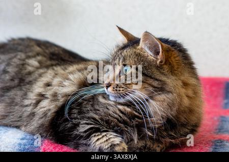 Eine wunderschöne Katze mit auffälligen blauen Augen liegt bequem auf einer gemütlichen rot-blau gemusterten Decke und genießt ihre warme Ruheposition Stockfoto