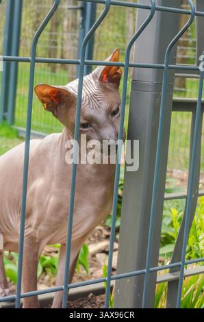 Sphynx-Katze reibt sich im Frühlingsgarten am Metallzaun im Freien. Hochwertige Fotos Stockfoto