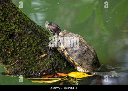 Rotohr Slider - Trachemys scripta elegans, wunderschöne farbige invasive Schildkröte aus Süßwasser, Singapur. Beliebtes Haustier. Stockfoto