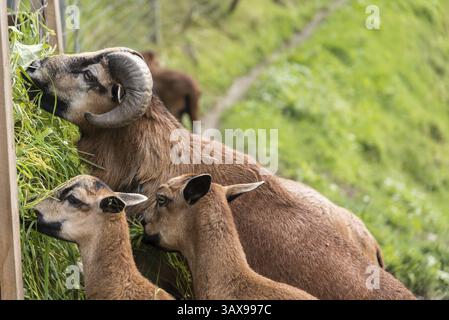 Nahaufnahme von mehreren schönen Mufflons, die Gras fressen Stockfoto