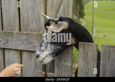 Ziegenbock hält den Kopf über den Holzzaun - artgerechte Tierhaltung Stockfoto