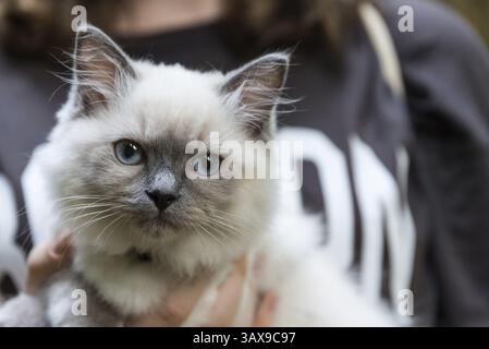 Junge Ragdoll - imposante Hauskatze mit blauen Augen, Nahaufnahme Stockfoto