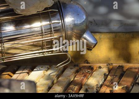 Imker hält Raucher im offenen Bienenstock - Nahaufnahme Stockfoto