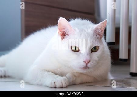 Eine flauschige weiße Katze mit auffälligen grünen Augen liegt bequem auf dem Boden und genießt einen sonnigen Platz im Zimmer Stockfoto