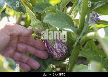 Frisch geerntete Auberginen aus dem eigenen Garten - Nahaufnahme der Auberginen Stockfoto