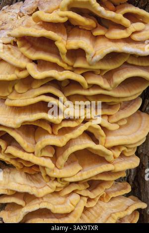 Nahaufnahme eines Baumpilzes Stockfoto