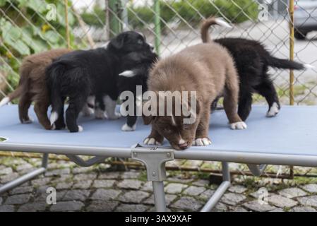 Mehrere Welpen spielen auf einer Liege - Nahaufnahme australian Shepherd Stockfoto