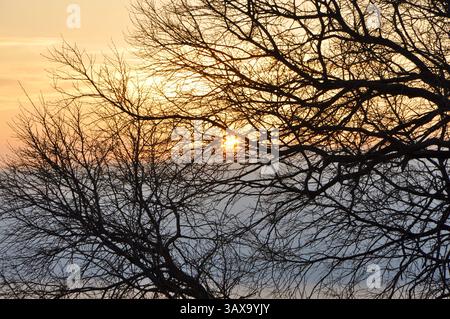 Silhouette eines einsamen Baumes bei Sonnenuntergang. Sonnenuntergang hinter dem Wald Stockfoto