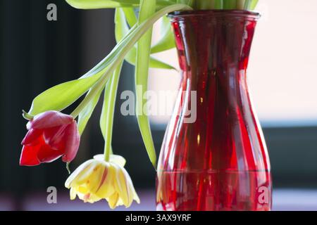 Welkende Tulpen in einer roten Blumenvase Stockfoto