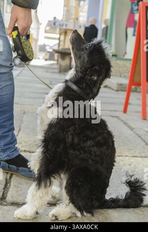 Chinesischer Haubenhund sitzt aufmerksam vor seinem Herrn Stockfoto