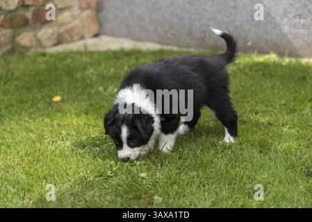 Australian Shepherd Welpe schnüffelt auf der Wiese Stockfoto
