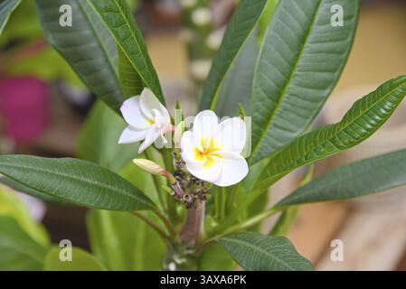 Weiß-gelbe Blume der Plumeria - Frangipani Nahaufnahme Stockfoto