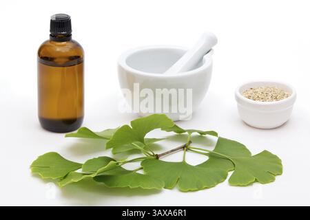 Frische Ginkgoblätter und getrocknetes Kraut mit Mörtel und Stößel und Medizinflasche auf weißem Hintergrund frische Ginkgoblätter und getrocknetes Kraut mit Mörtel und p Stockfoto