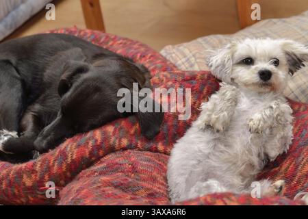 Zwei Hunde liegen entspannt in ihrem Hundebett Stockfoto