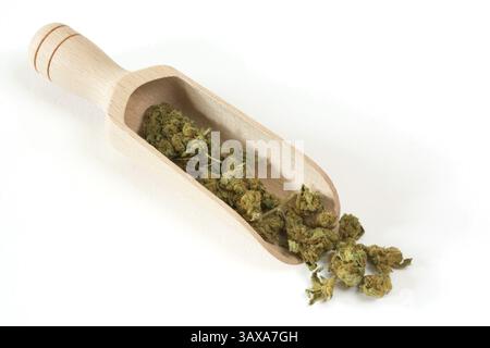 Getrocknete Cannabisblüten auf einem Holzlöffel getrocknete Cannabisknospen auf einem Holzlöffel Stockfoto