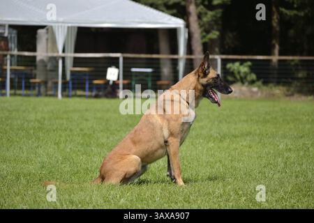 Belgischer Schäferhund sitzt und wartet auf das Kommando des Besitzers Stockfoto
