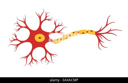 Neuron Nervensystem Anatomie Neurotransmitter sensorische Zentralneurologie Zeichnung Illustration Neuronsynapse Stock Vektor