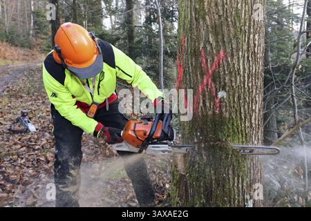 Fällen eines Baumes Stockfoto