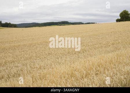 Getreidefeld mit Futterkorn Triticale - Mischung aus Weizen und Roggen, Landwirtschaft Stockfoto