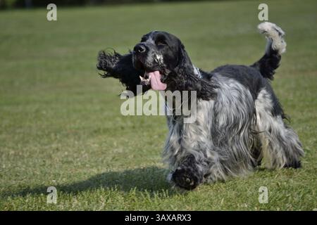 Schwarz-weißer englischer Cocker Spaniel läuft mit der Zunge Stockfoto